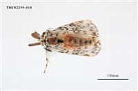 藏品(絡毒蛾)的圖片